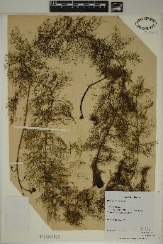 spécimen de Utricularia vulgaris