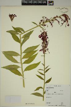 spécimen de Lobelia cardinalis