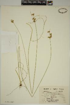 spécimen de Juncus tenuis