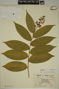 spécimen de Maianthemum racemosum