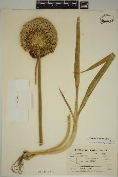 spécimen de Allium ampeloprasum
