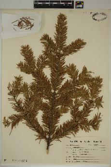 spécimen de Abies balsamea