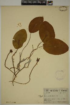 spécimen de Brasenia schreberi