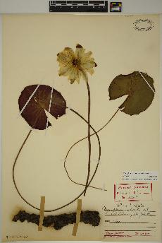 spécimen de Nymphaea odorata