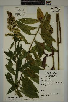 spécimen de Solidago rugosa