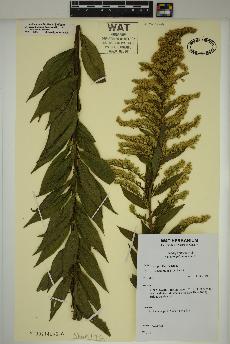 spécimen de Solidago rugosa