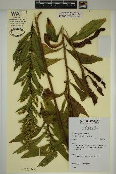 spécimen de Solidago rugosa