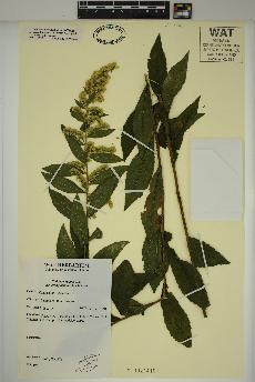 spécimen de Solidago rugosa