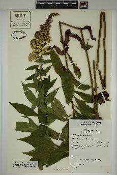 spécimen de Solidago rugosa