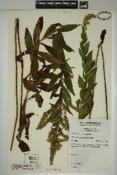 spécimen de Solidago rugosa