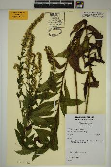 spécimen de Solidago rugosa