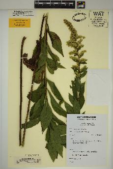 spécimen de Solidago rugosa