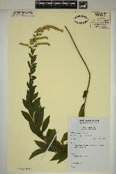 spécimen de Solidago rugosa