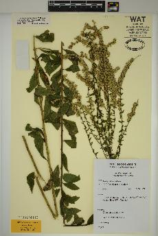 spécimen de Solidago rugosa