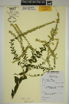 spécimen de Solidago rugosa