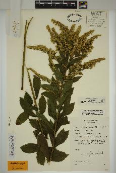 spécimen de Solidago rugosa