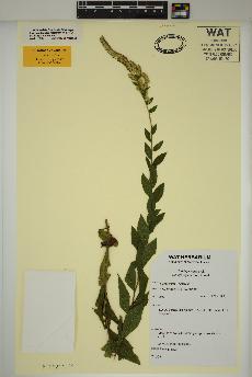 spécimen de Solidago rugosa