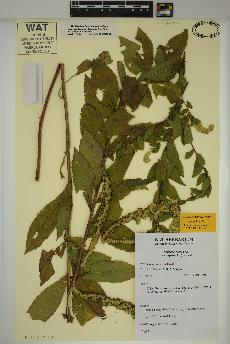 spécimen de Solidago rugosa