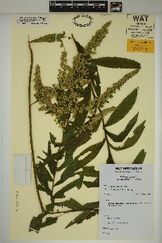 spécimen de Solidago rugosa