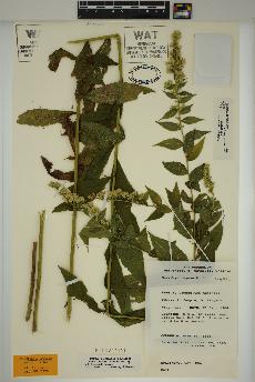 spécimen de Solidago rugosa