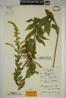 spécimen de Solidago rugosa