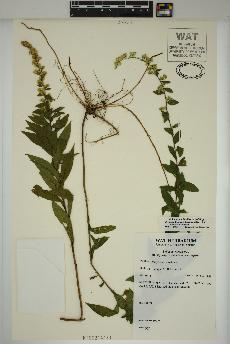 spécimen de Solidago rugosa