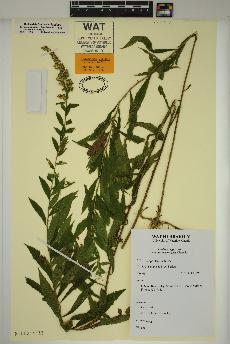 spécimen de Solidago rugosa