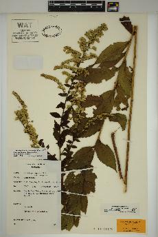 spécimen de Solidago rugosa