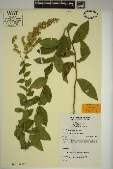 spécimen de Solidago rugosa