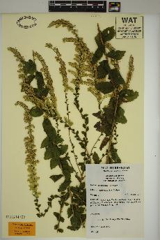 spécimen de Solidago rugosa