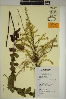 spécimen de Solidago rugosa