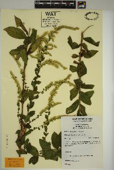 spécimen de Solidago rugosa