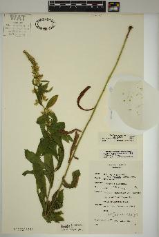 spécimen de Solidago rugosa