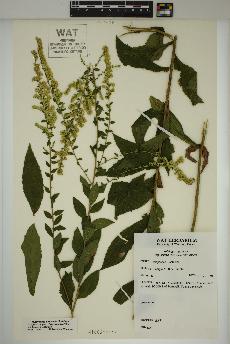 spécimen de Solidago rugosa