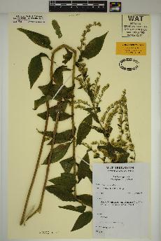 spécimen de Solidago rugosa