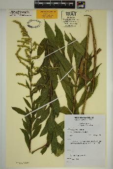 spécimen de Solidago rugosa