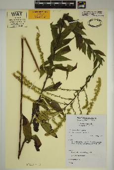 spécimen de Solidago rugosa