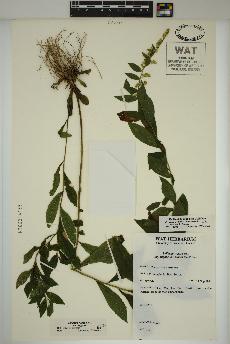 spécimen de Solidago rugosa