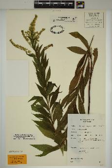 spécimen de Solidago rugosa
