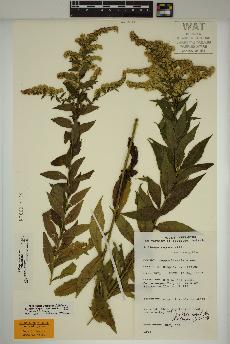 spécimen de Solidago rugosa