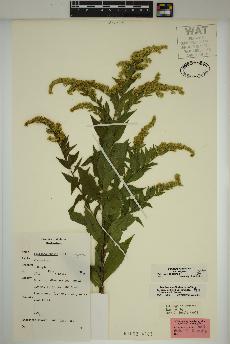 spécimen de Solidago rugosa