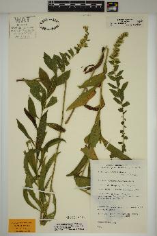 spécimen de Solidago rugosa