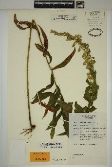 spécimen de Solidago rugosa
