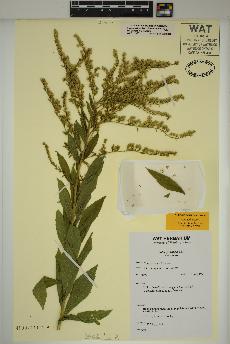 spécimen de Solidago rugosa