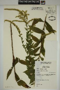 spécimen de Solidago rugosa