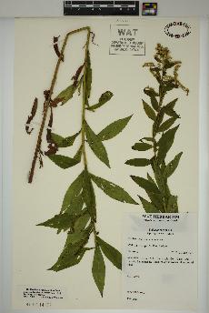spécimen de Solidago rugosa