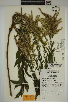 spécimen de Solidago rugosa