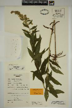 spécimen de Solidago rugosa