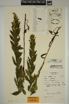 spécimen de Solidago rugosa
