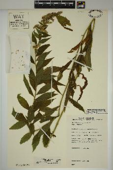 spécimen de Solidago rugosa